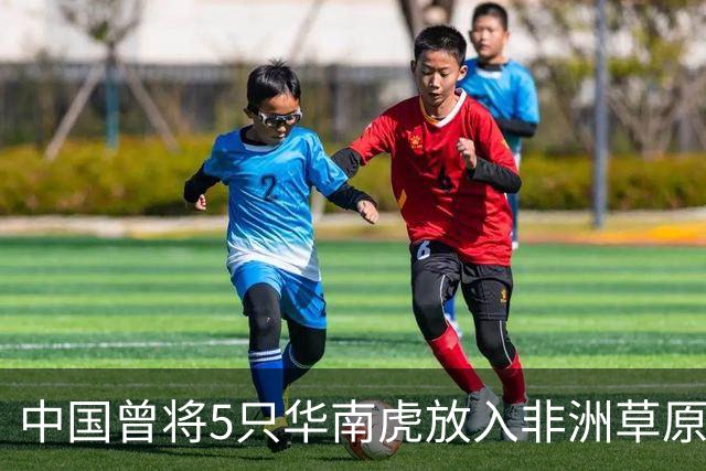 中国曾将5只华南虎放入非洲草原，繁衍到15只后，发现“不对劲”